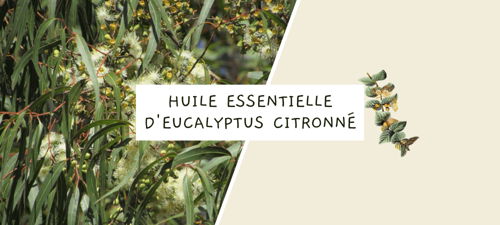 Huile essentielle d'eucalyptus citronné : propriétés, bienfaits et utilisation