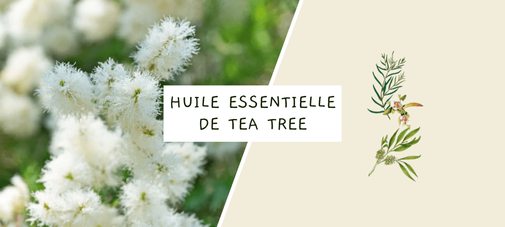Huile essentielle de tea tree : propriétés, bienfaits et utilisation