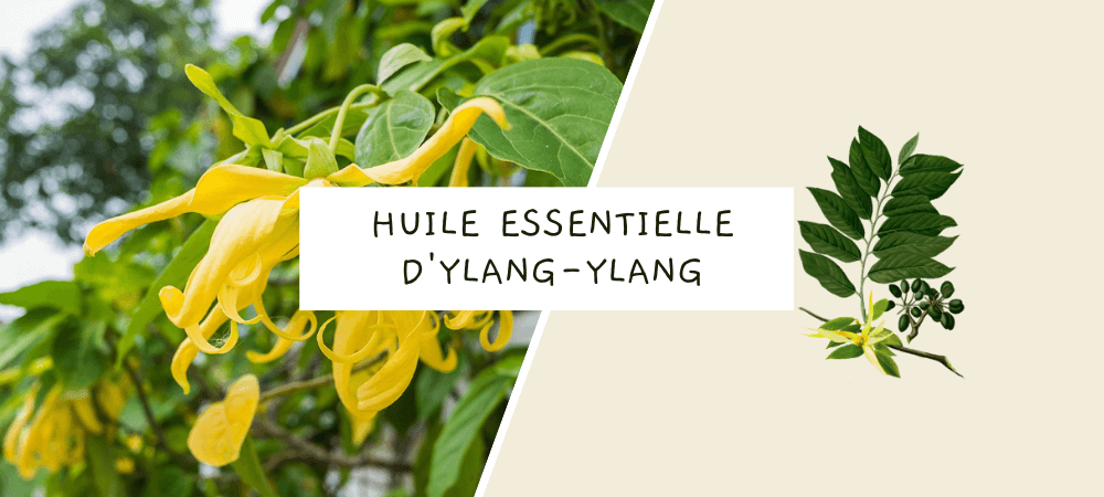 Huile essentielle d'ylang-ylang : propriétés, bienfaits et utilisation