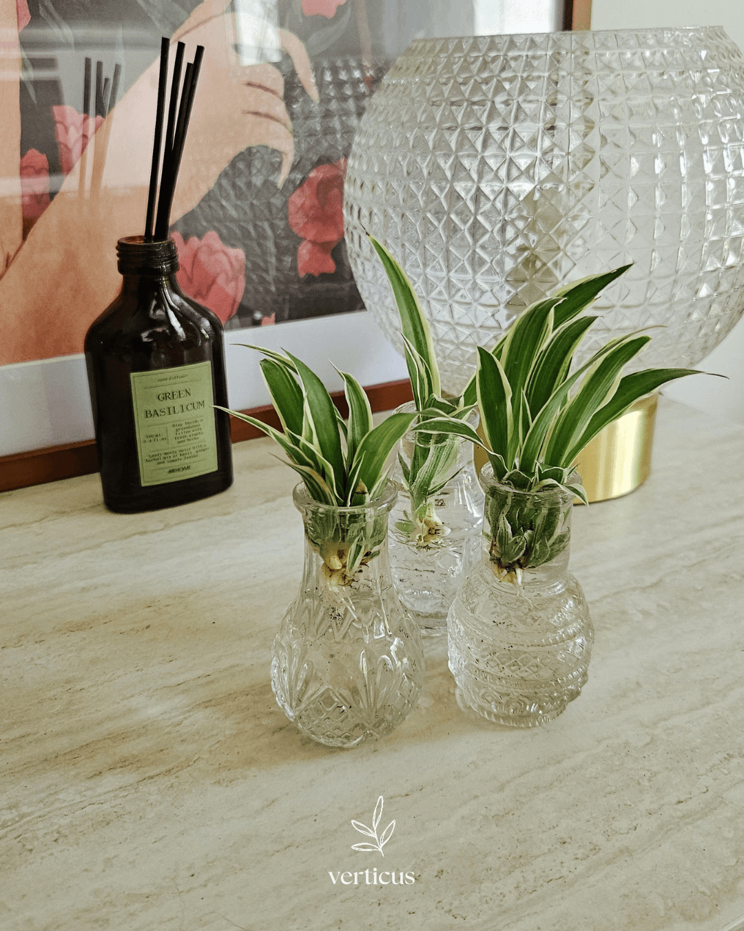 Boutures de plantes disposées dans de petits bocaux en verre sur une console