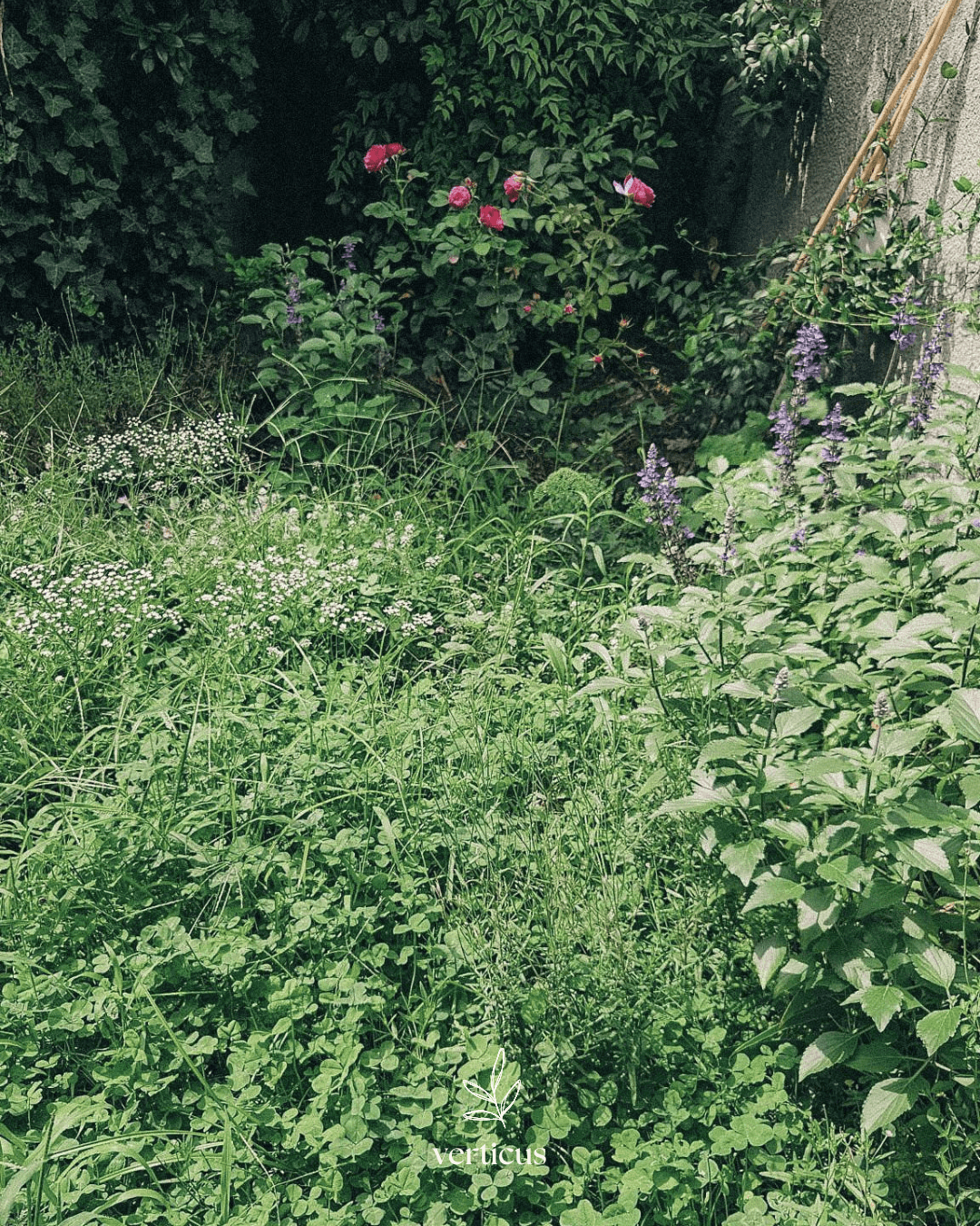 Jardin romantique avec rosiers, sauges et petites fleurs de prairie