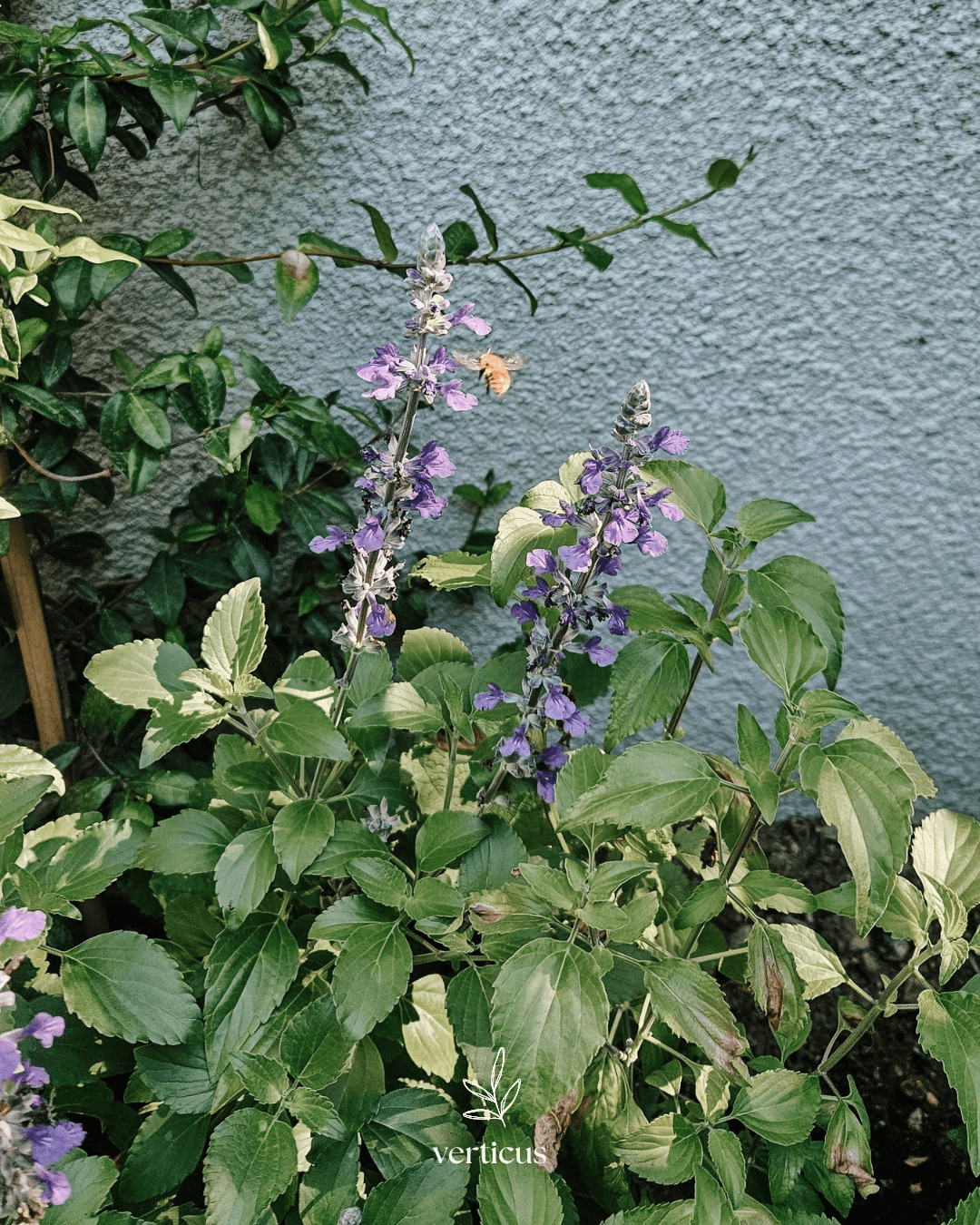 Sauge violette en fleurs visitée par un insecte dans un jardin de ville